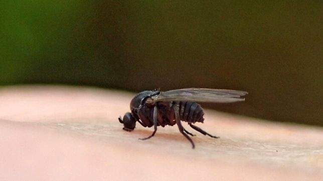 ¿como es y por que hay que estar atento al barigüi, la pequena mosca que llego al amba?