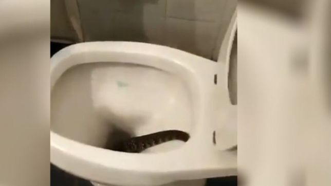 era enorme, hablo la vecina de parque san martin que encontro un lagarto en el bano