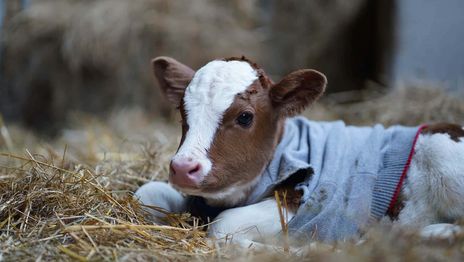 El caso del peón rural condenado en La Plata que puso en crisis el sistema de juicio abreviado en la provincia El caso del peón rural condenado en La Plata que puso en crisis el sistema de juicio abreviado en la provincia