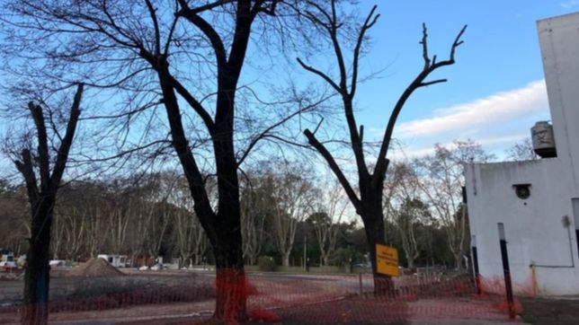 vecinos apuntan contra la unlp por la poda de arboles en el campo de deportes
