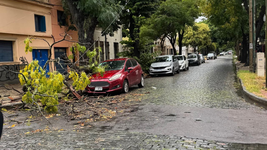 vecinos temen por la caida de mas arboles en medio del alerta amarillo por viento vecinos temen por la caida de mas arboles en medio del alerta amarillo por viento