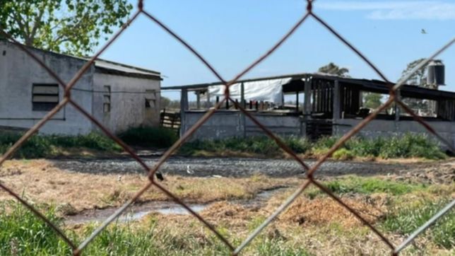 vecinos de la plata reclaman controles en un criadero clandestino de chanchos