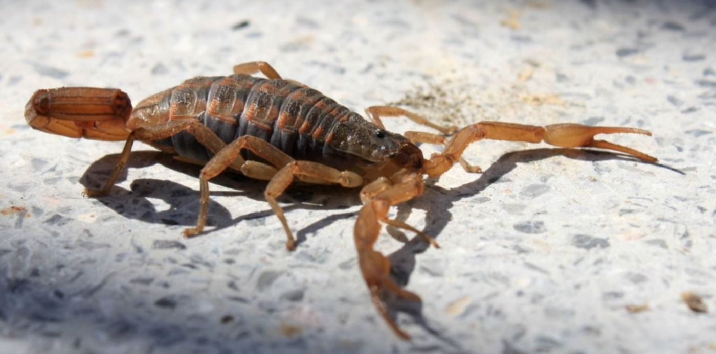 1542311021622.jpg?x=13&y=71&width=1474&height=737&rotate=0&scaleX=1&scaleY=1&ow=1500&oh=873&&cw=1920&ch=950