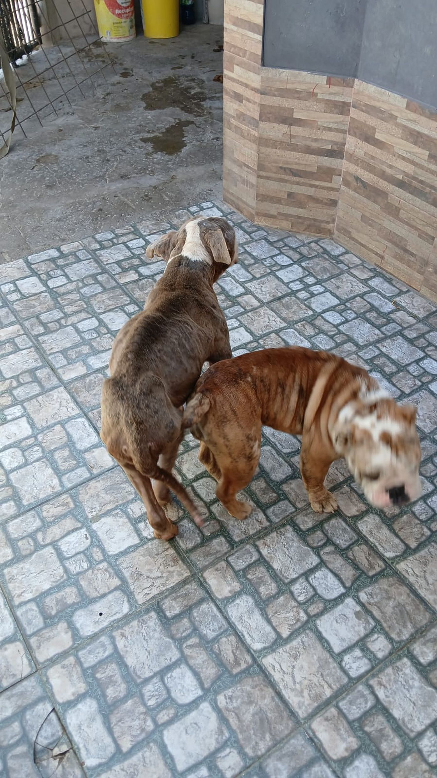La Fiscalía de Maltrato Animal de La Plata arrestó a una mujer tras hallar cuatro perros en condiciones deplorables en una casa de Villa Elvira