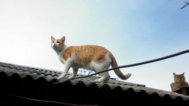 alerta en la plata por un vecino que le dispara con un rifle a las mascotas