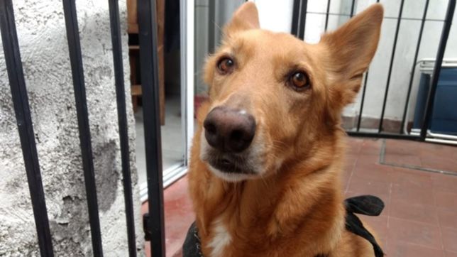 la historia de rocco, el perro que sintio el temblor en la plata antes que todos