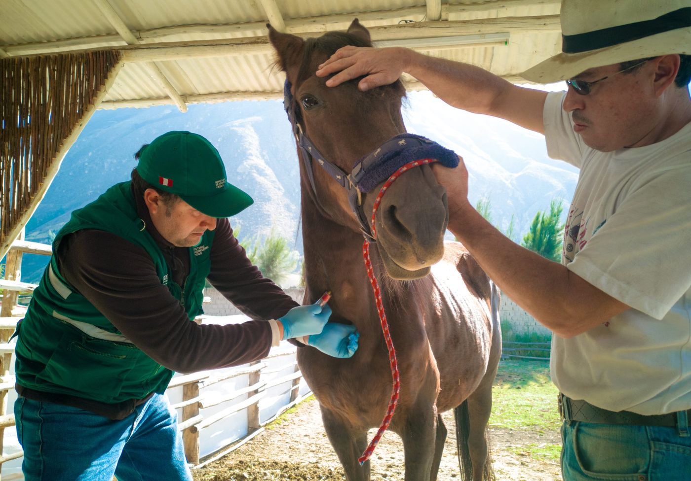 Encefalitis equina (5).jpg