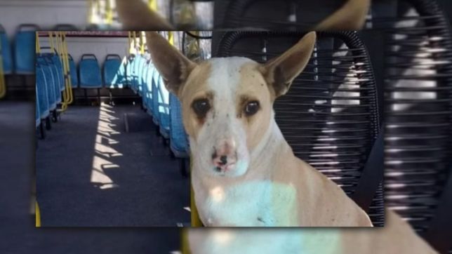 murio corchito, el perro que se hizo viral en la plata porque viajaba en los micros de la ciudad