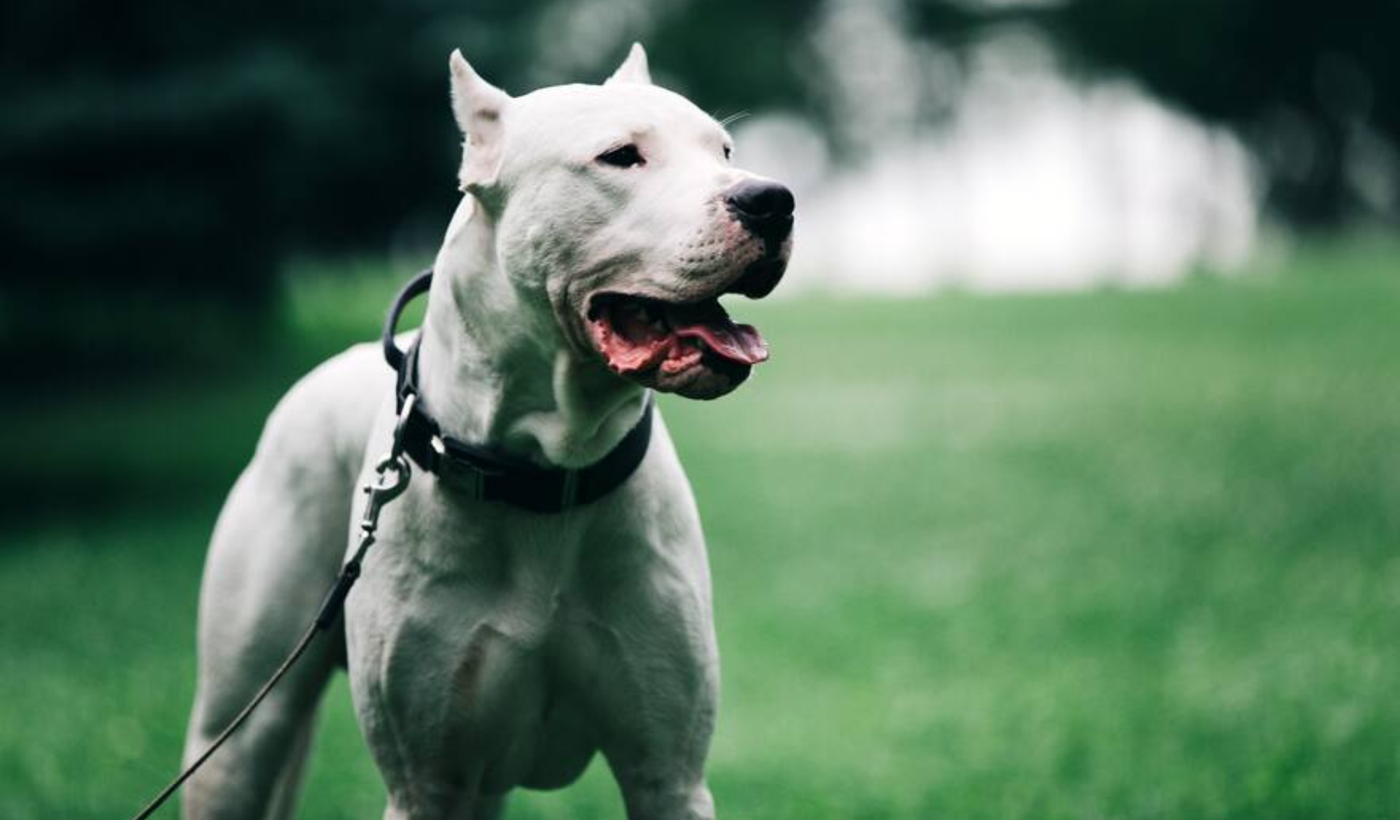 Dogo argentino 2