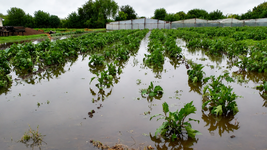 con perdidas y siembras demoradas, el nino golpea al cinturon frutihorticola de la plata
