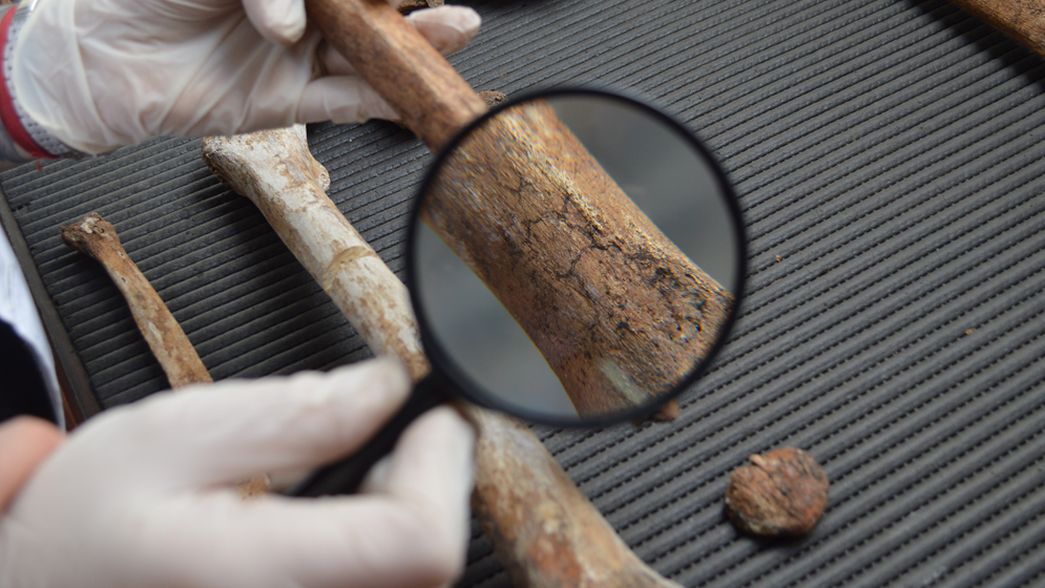 Científicos del CONICET y la UNLP encabezan la primera colección de Argentina de antropología forense
