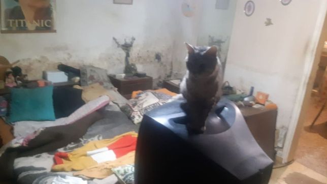 excrementos, comida y un gato: los vecinos de la abuela abandonada reclaman ayuda