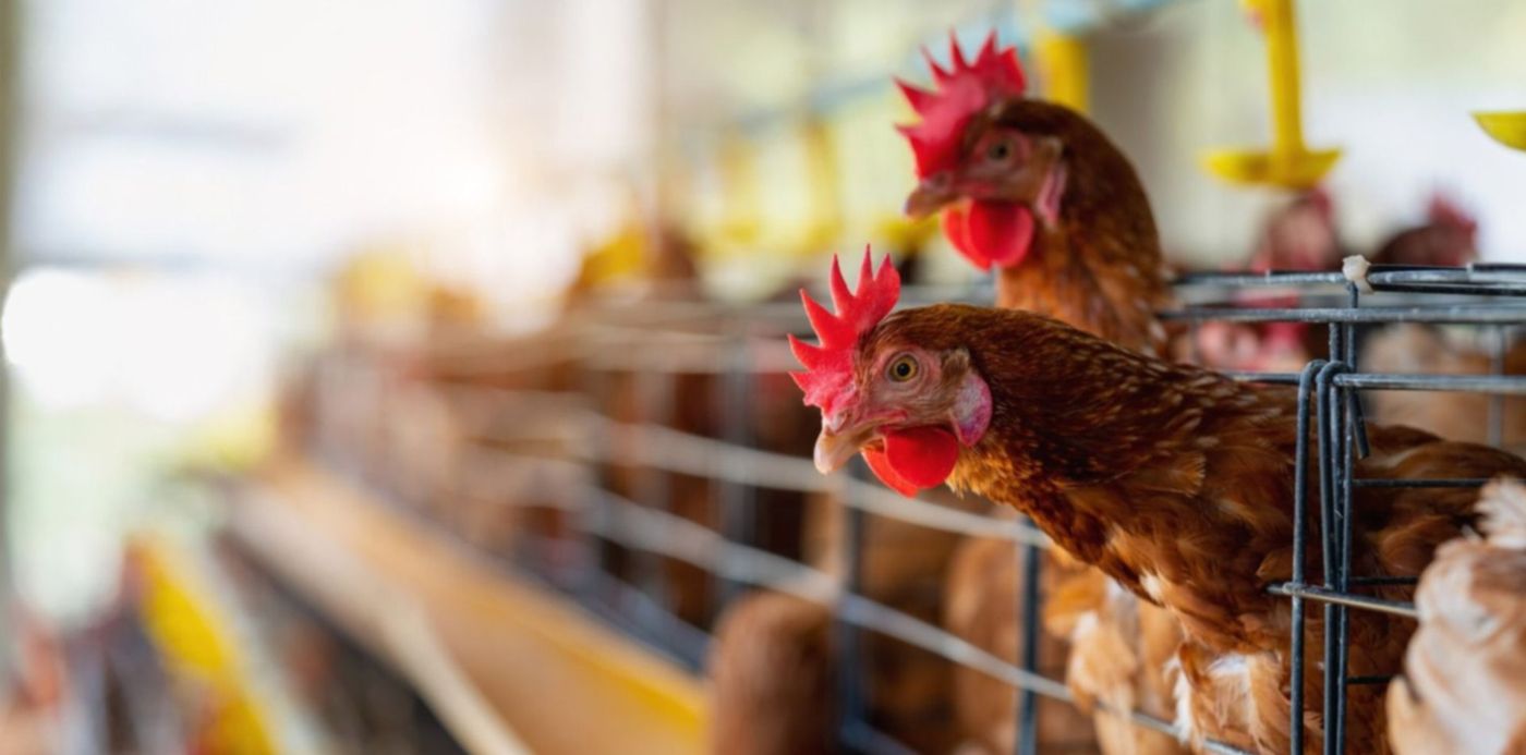 1676487666795.jpg?x=3&y=110&width=1494&height=747&rotate=0&scaleX=1&scaleY=1&ow=1500&oh=1000&&cw=1920&ch=950