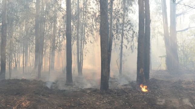 incendio en el parque pereyra: mas de 80 hectareas fueron arrasadas por el fuego