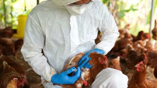 argentina recupera el estatus de pais libre de gripe aviar y vuelve a vender al extranjero