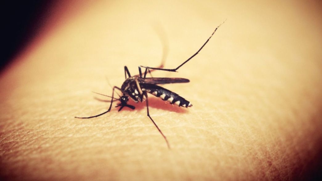 Aumentan los casos de dengue en La Plata: Me contagié acá, soy un caso autóctono