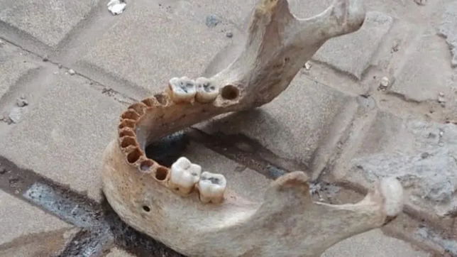 hallan restos oseos abandonados en pleno centro de la plata