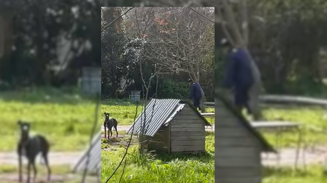 un hombre fue filmado por una vecina mientras golpeaba a sus perros y termino detenido