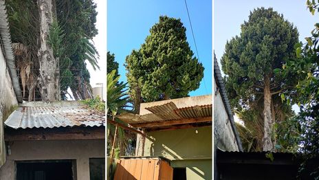 Vecinos de La Plata reclaman por la remoción de un pino de más de 30 metros que amenaza su casa