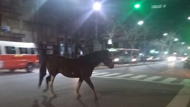 un caballo suelto causo revuelo en pleno centro platense en el inicio del martes