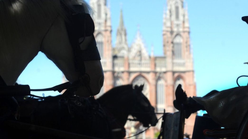 Maltrato animal: rescataron a un caballo en La Plata y ya son 160