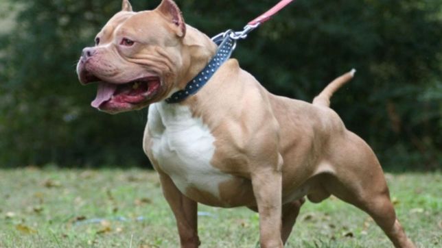 abren un registro obligatorio de perros de razas potencialmente peligrosas en la plata