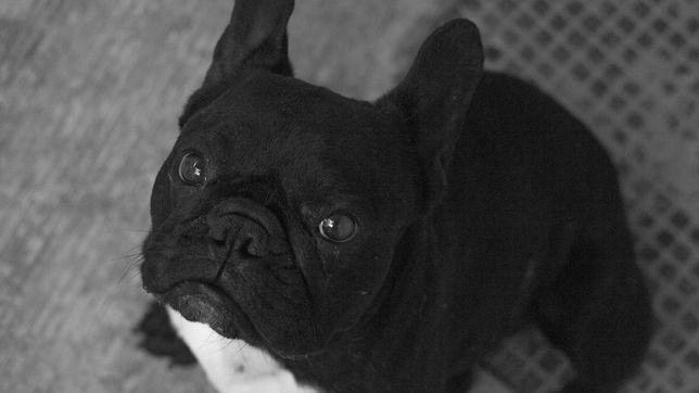 ofrecen medio millon de pesos por un perro perdido en la plata