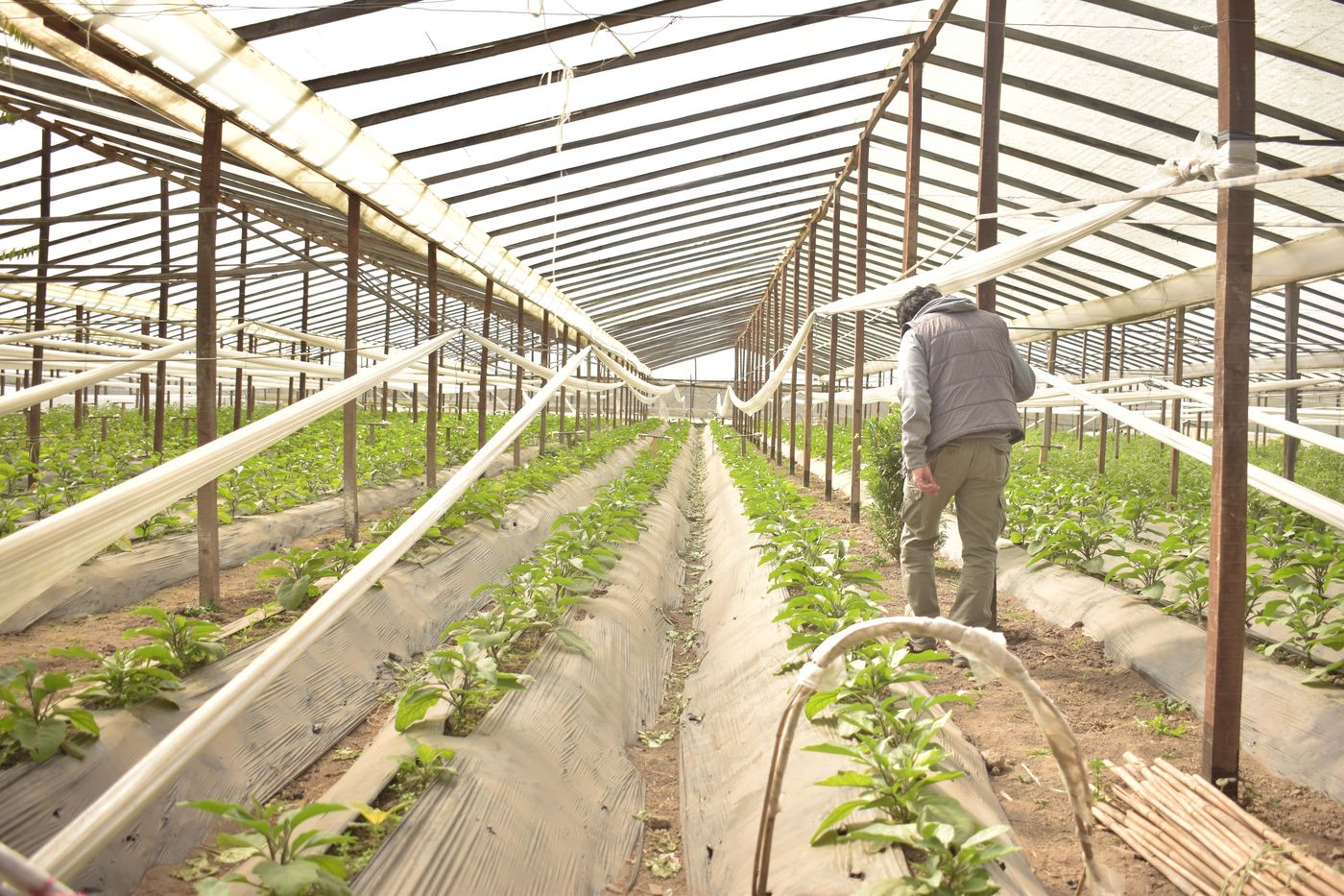 Vivero Cordón Hortícola La Plata.jpg