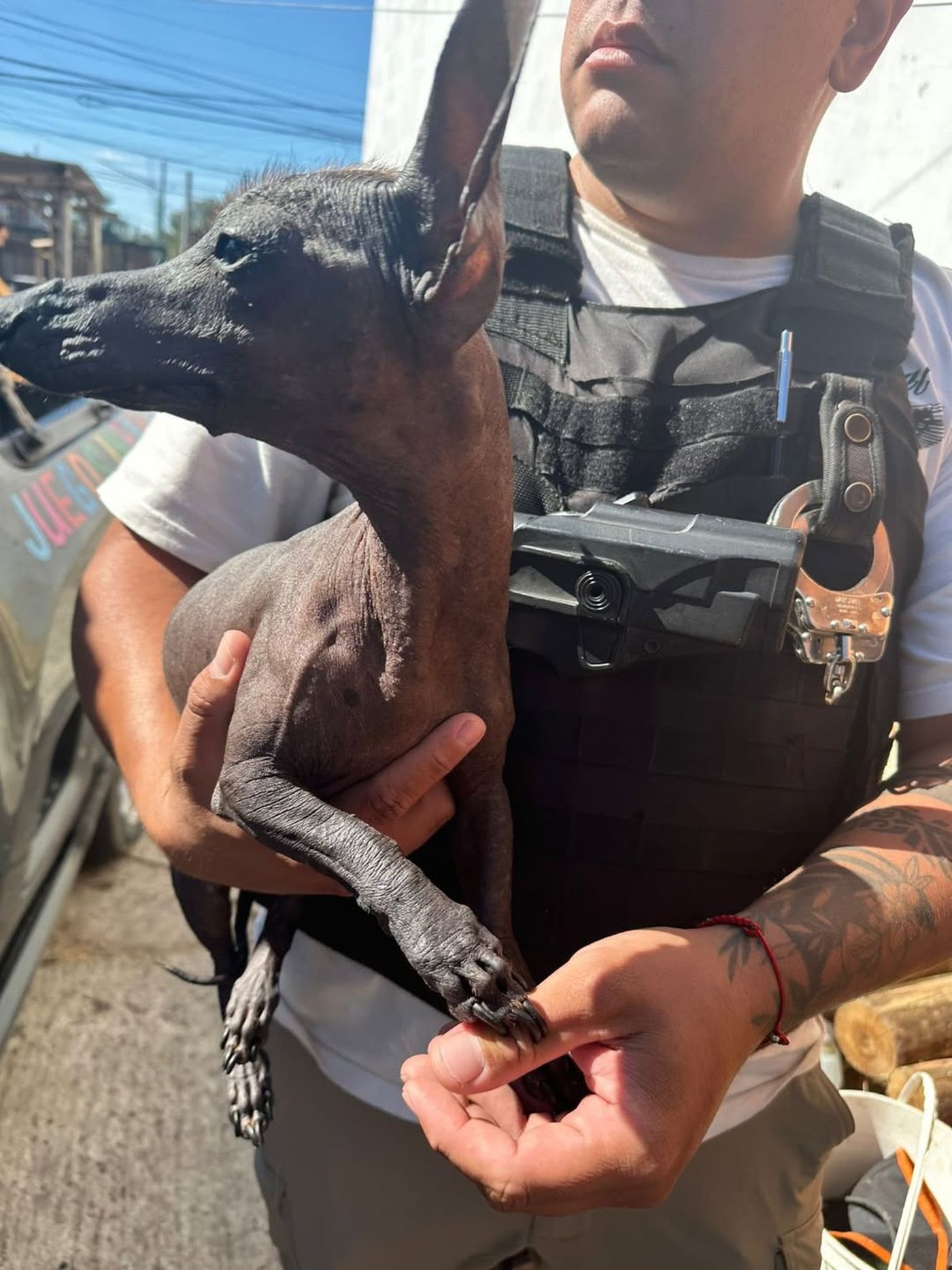 Imai fue robado del patio de su hogar y recuperado sano y salvo pocos d&iacute;as despu&eacute;s