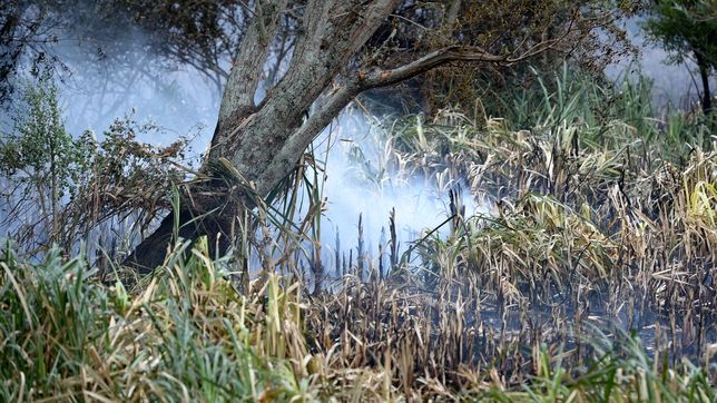 alertan que el riesgo de incendios forestales es muy alto en la region