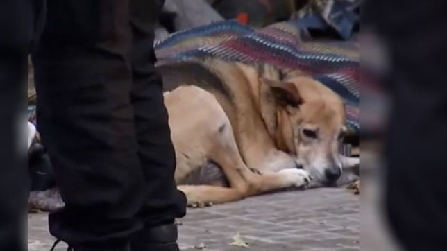 un hombre murio en la calle y su perro lo acompano hasta que levantaron el cuerpo