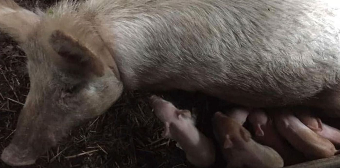 1590436470904.jpg?x=7&rotate=0&scaleY=1&ow=1500&oh=742&y=6&width=1452&height=726&scaleX=1&&cw=1920&ch=950