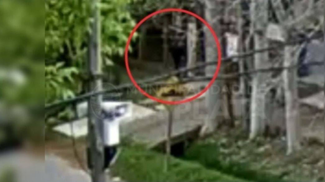 VIDEO: Un hombre atacó y golpeó salvajemente a una mujer en La Plata
