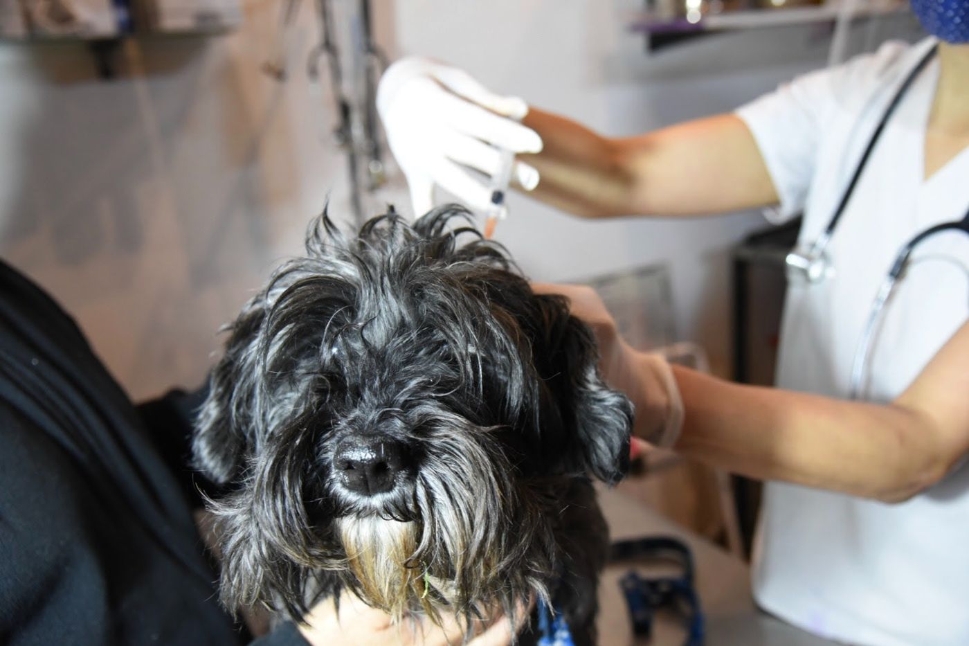 Jornadas de atención veterinaria