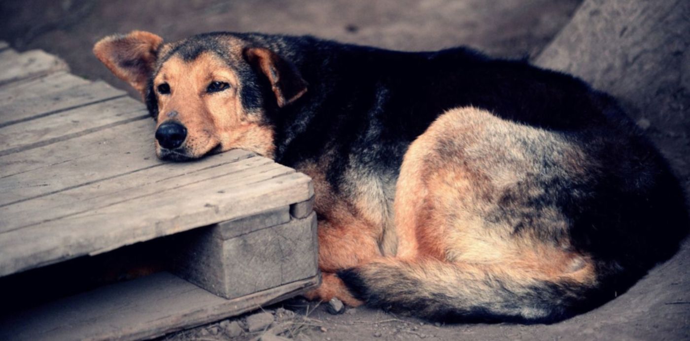 1599406265657.jpg?x=4&y=152&width=1492&height=746&rotate=0&scaleX=1&scaleY=1&ow=1500&oh=996&&cw=1920&ch=950