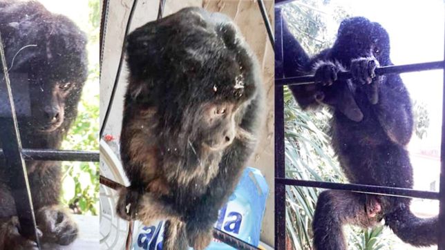 aparecio un mono suelto en la plata, se trepo a una casa y revoluciono a los vecinos