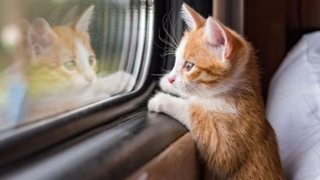 piden un vagon especifico en el roca, mitre y sarmiento para viajar con mascotas