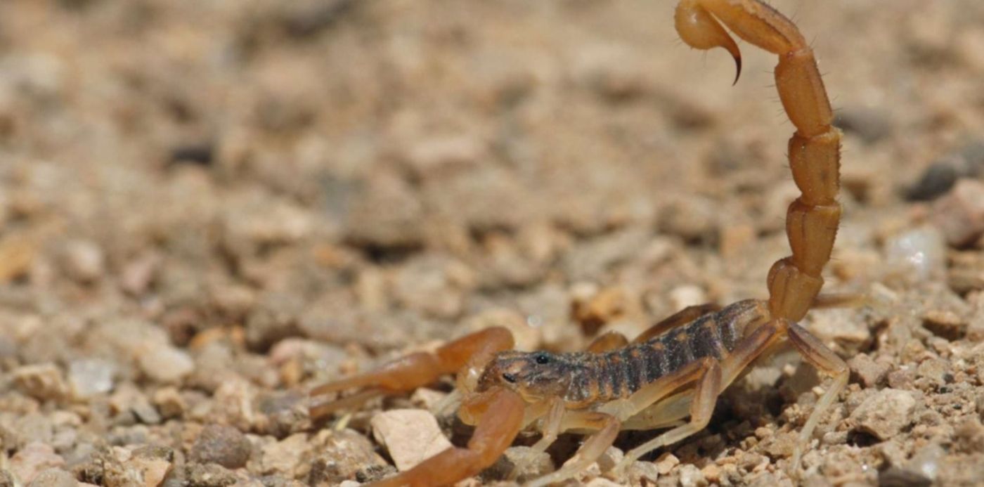 1556061212969.jpg?x=3&y=100&width=1493&height=747&rotate=0&scaleX=1&scaleY=1&ow=1500&oh=1000&&cw=1920&ch=950