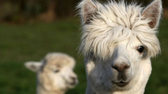 ¿por que las llamas pueden salvar a los humanos del coronavirus y la pandemia?