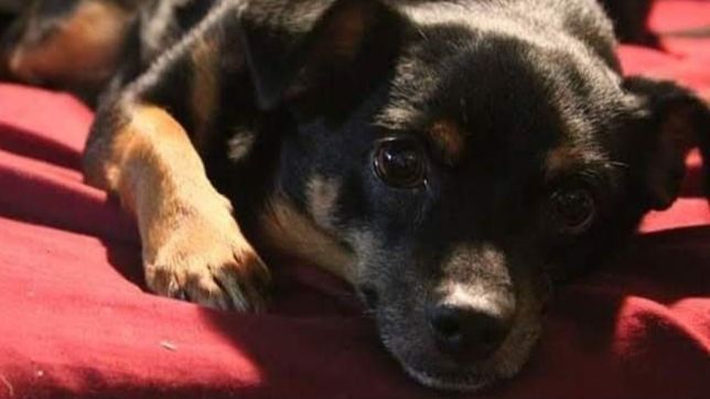 su perro es diabetico, necesita insulina y lanzo una colecta viral para poder pagarla