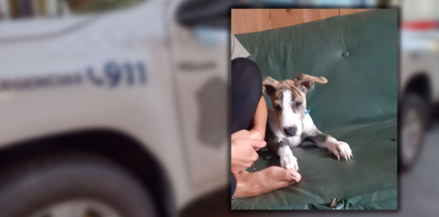 1649632538653.jpg?x=4&y=191&width=1492&height=747&rotate=0&scaleX=1&scaleY=1&ow=1500&oh=1125&&cw=1920&ch=950