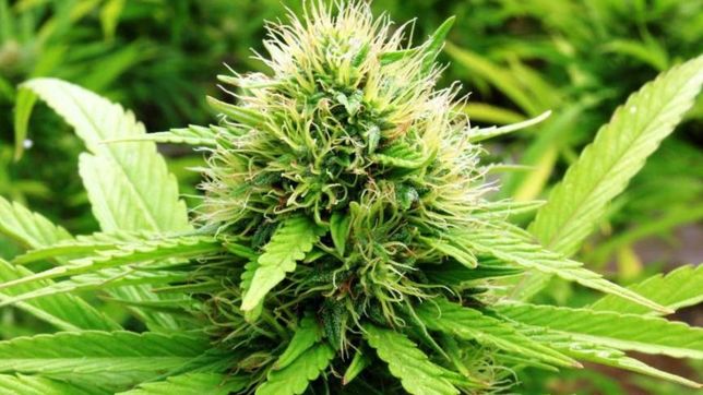 casi el 100% de los platenses menores de 30 consideran que el cannabis debe ser legal