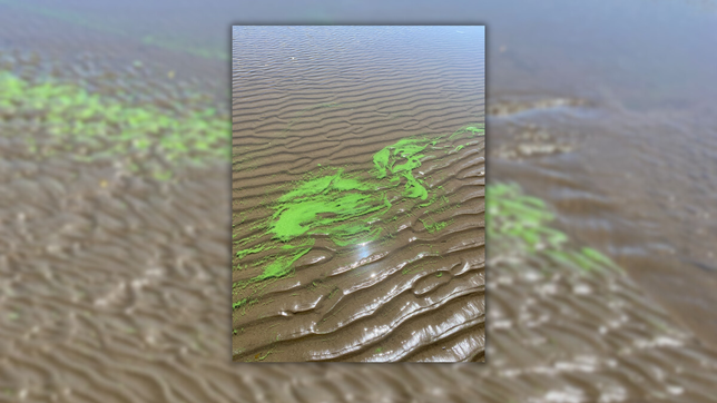 berisso emitio un alerta por la presencia de cianobacterias y lanzo una recomendacion a los banistas