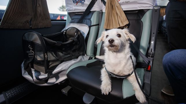 autorizan a viajar con mascotas en trenes y colectivos de larga distancia bajo reglas estrictas
