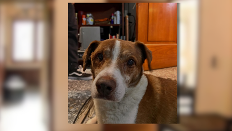 Casa Pulsar le busca un hogar para perro abandonado que apareció herido en el local y fue rescatado Casa Pulsar le busca un hogar para perro abandonado que apareció herido en el local y fue rescatado