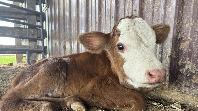anulan la condena al peon rural sentenciado en la plata por criar un ternero perdido y ordenan un nuevo juicio