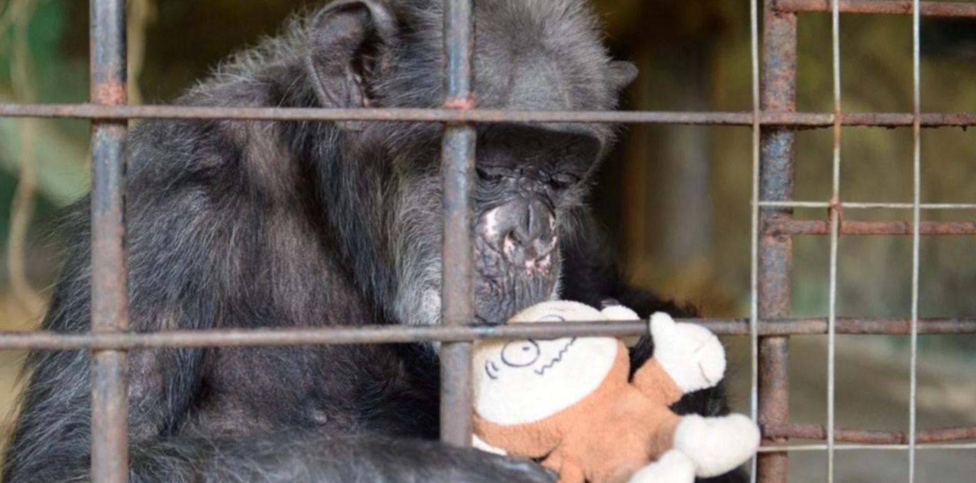 1569331451180.jpeg?width=1267&scaleX=1&ow=1280&oh=838&y=54&height=633&rotate=0&scaleY=1&x=8&&cw=1920&ch=950