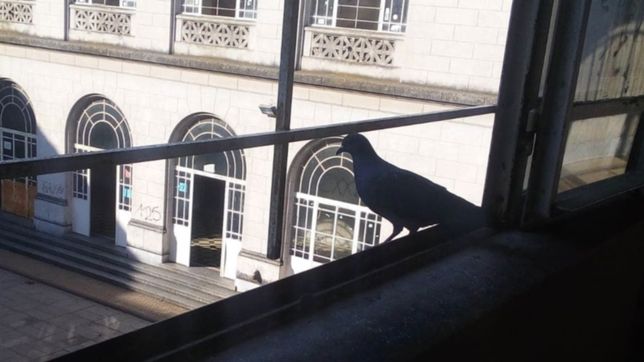 invasion de palomas: la comunidad educativa del normal 1 hara una sentada en la escuela