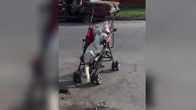 macabro: en pleno halloween dejaron un perro muerto en un cochecito de bebe