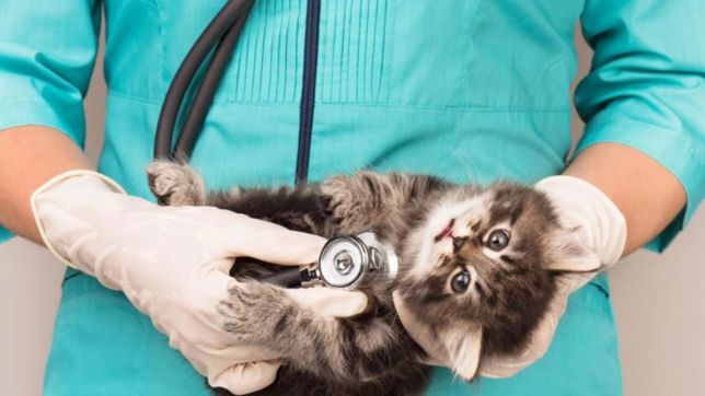 las farmacias podran vender medicamentos para mascotas recetados por veterinarios